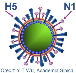 h5n1