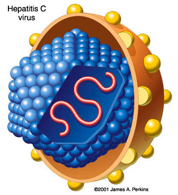 hepatitis C 1