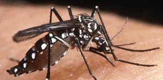 Aedes Aegypti