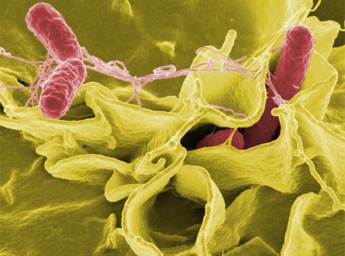 hidroliticas