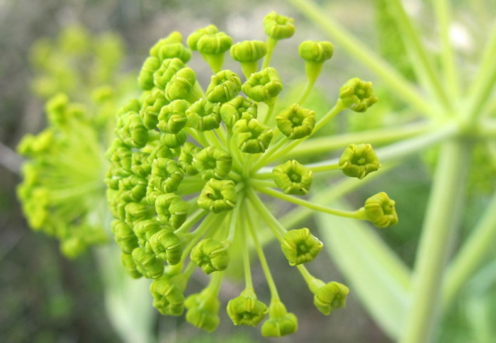 Thapsia garganica