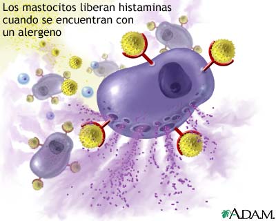 mastocito