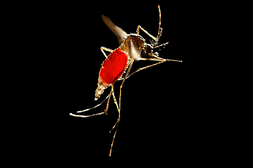 dengue