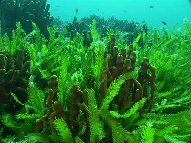 alga