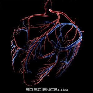 3d_model_anat_heart_circulation_web2
