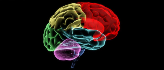 brain