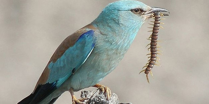 aves