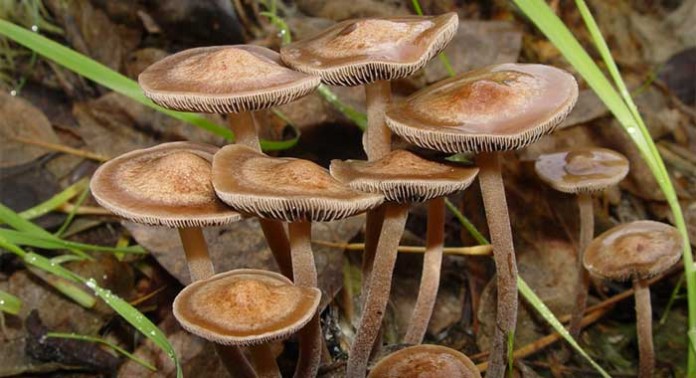 setas-alucinogenas