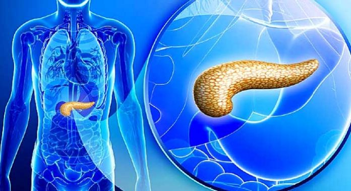 pancreas