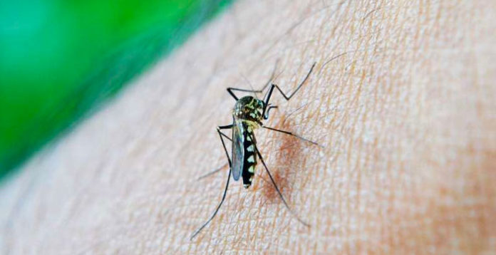 malaria-mosquito